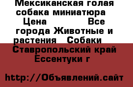 Мексиканская голая собака миниатюра › Цена ­ 53 000 - Все города Животные и растения » Собаки   . Ставропольский край,Ессентуки г.